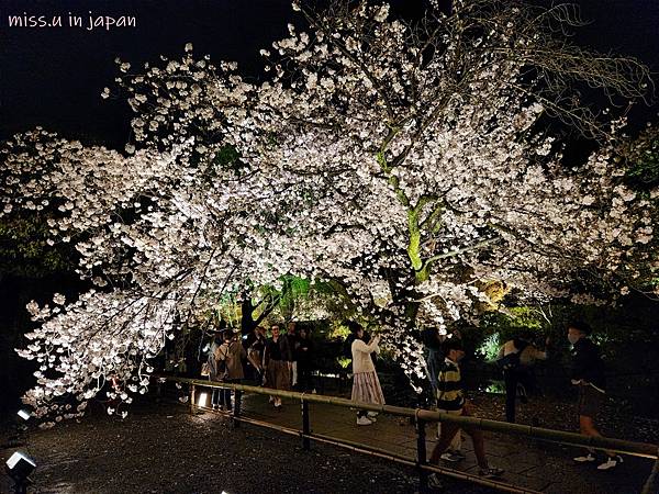 [京都賞櫻勝地]  24小時浪漫美麗的京都「東寺」賞櫻名所夜