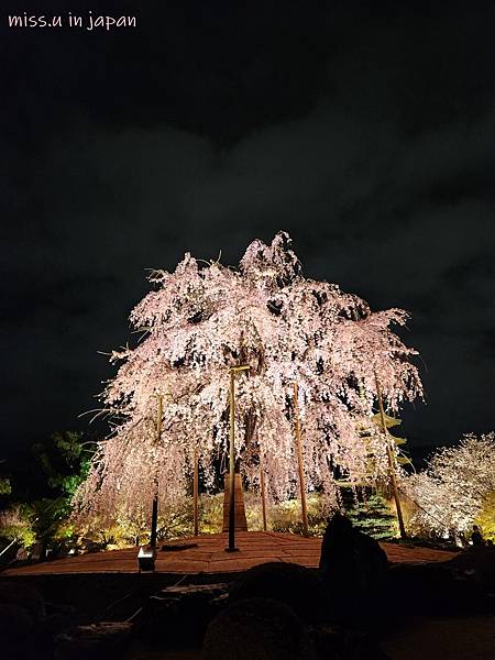 [京都賞櫻勝地]  24小時浪漫美麗的京都「東寺」賞櫻名所夜