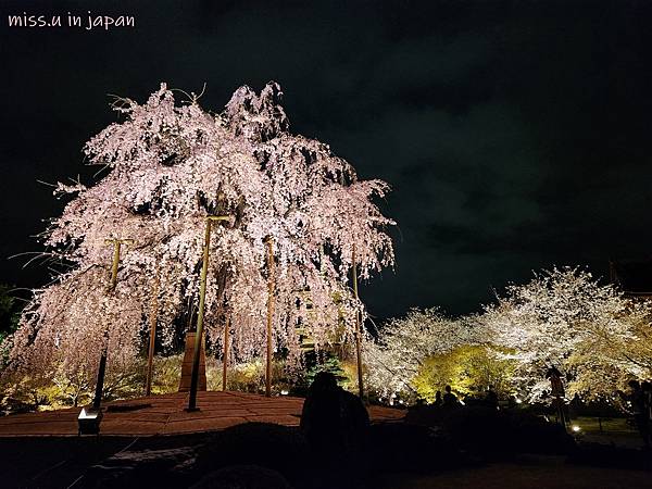 [京都賞櫻勝地]  24小時浪漫美麗的京都「東寺」賞櫻名所夜