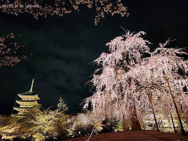 [京都賞櫻勝地]  24小時浪漫美麗的京都「東寺」賞櫻名所夜