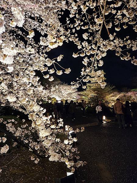 [京都賞櫻勝地]  24小時浪漫美麗的京都「東寺」賞櫻名所夜