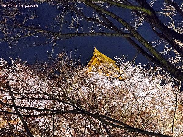 [京都賞櫻勝地]  24小時浪漫美麗的京都「東寺」賞櫻名所夜