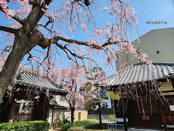 大將軍八神社」 (9).jpg