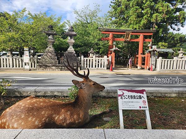 京都奈良浴衣 (22).jpg