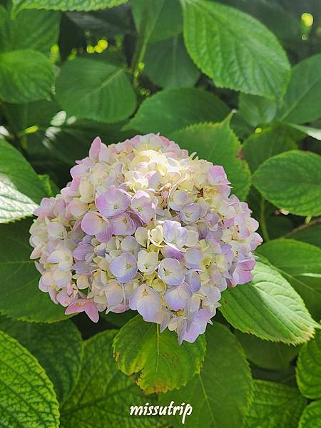 [京都景點] 祈求勝運的藤森神社-馬的守護神-賽馬必拜-夏季