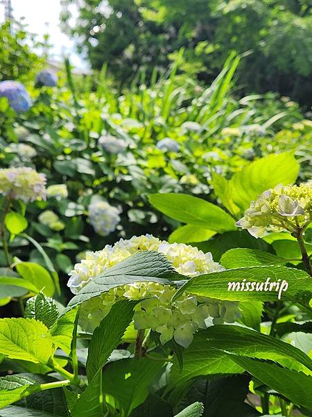 [京都景點] 祈求勝運的藤森神社-馬的守護神-賽馬必拜-夏季