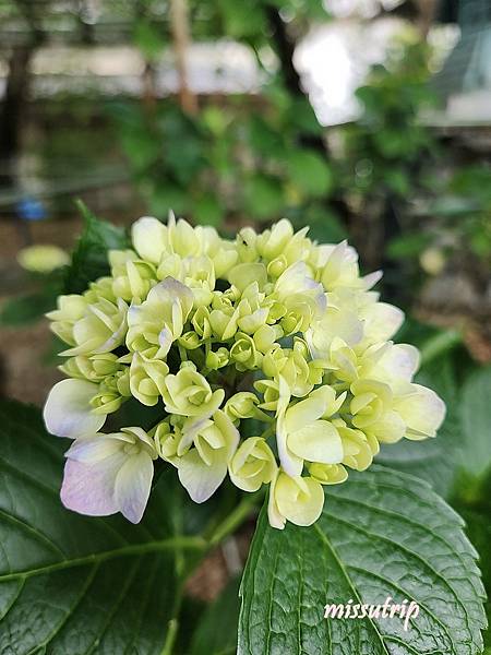 [京都景點] 祈求勝運的藤森神社-馬的守護神-賽馬必拜-夏季