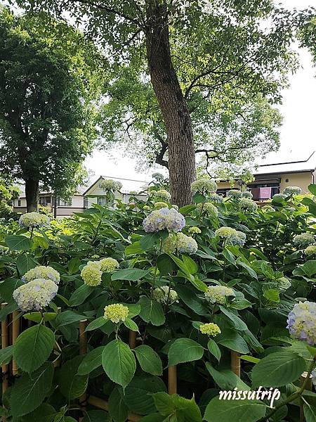 [京都景點] 祈求勝運的藤森神社-馬的守護神-賽馬必拜-夏季