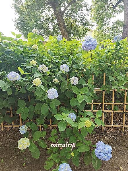 [京都景點] 祈求勝運的藤森神社-馬的守護神-賽馬必拜-夏季