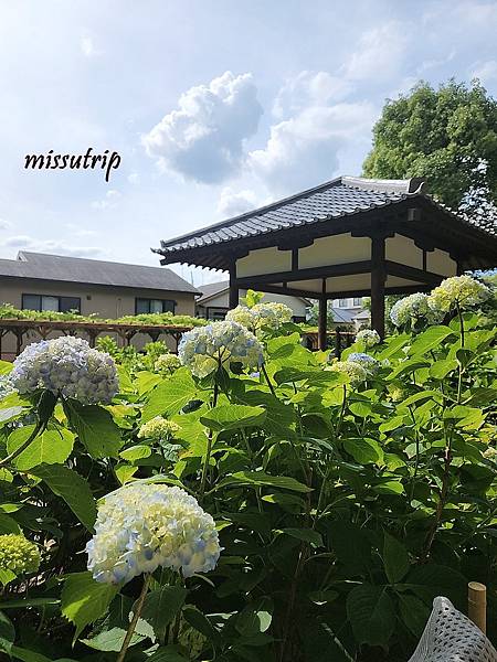 [京都景點] 祈求勝運的藤森神社-馬的守護神-賽馬必拜-夏季