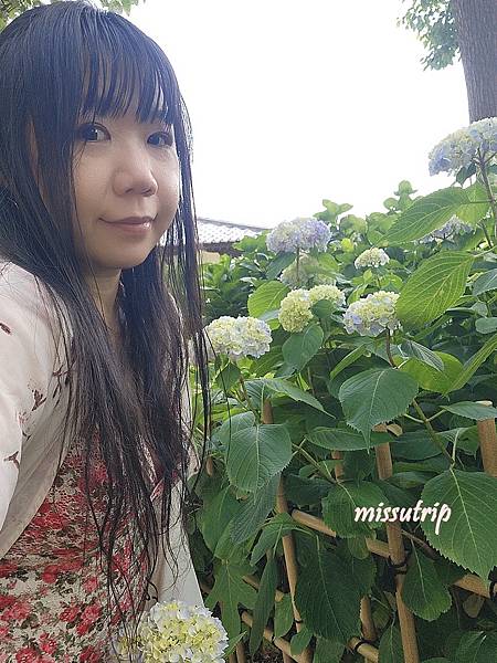 [京都景點] 祈求勝運的藤森神社-馬的守護神-賽馬必拜-夏季