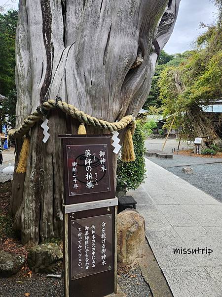 [伊豆景點] 伊豆最古老神社- 海邊鳥居-伊古奈比咩命神社 