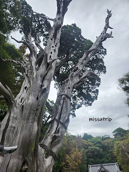 [伊豆景點] 伊豆最古老神社- 海邊鳥居-伊古奈比咩命神社 