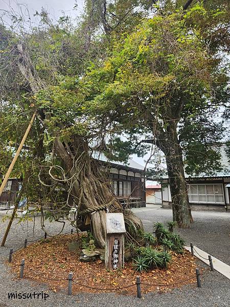 [伊豆景點] 伊豆最古老神社- 海邊鳥居-伊古奈比咩命神社 