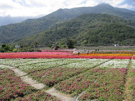 關山的花田裡