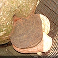 DSC06875.JPG
