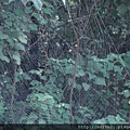 DSC07275.JPG