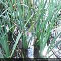 DSC07300.JPG