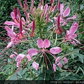 DSC07304.JPG