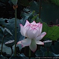 DSC07307.JPG