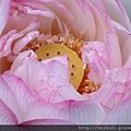 DSC07308.JPG