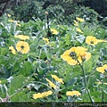 DSC07316.JPG