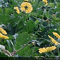 DSC07315.JPG