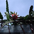 DSC07317.JPG