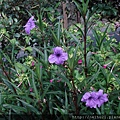 DSC07320.JPG