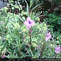 DSC07319.JPG