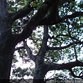 DSC07321.JPG