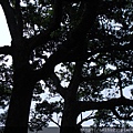 DSC07323.JPG