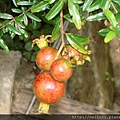 DSC07330.JPG