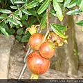 DSC07329.JPG