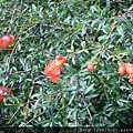 DSC07332.JPG