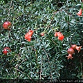 DSC07333.JPG