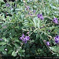 DSC07334.JPG