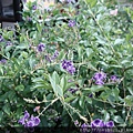 DSC07335.JPG