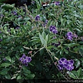 DSC07336.JPG