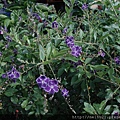 DSC07337.JPG