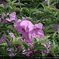 DSC07343.JPG
