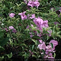 DSC07345.JPG
