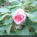 DSC07349.JPG