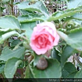 DSC07348.JPG