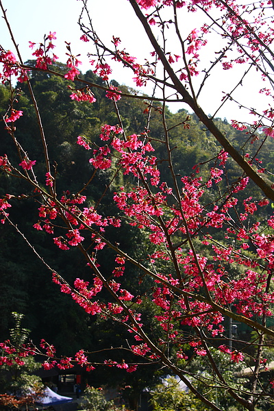 花岩山林_0003.JPG