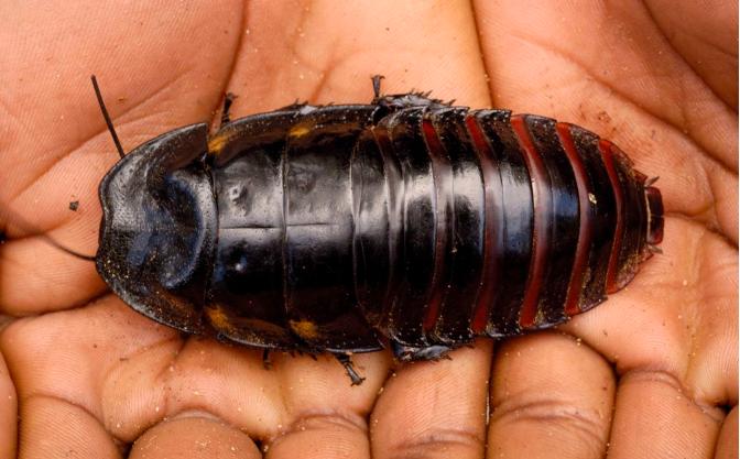 关於世界最大的蟑螂.