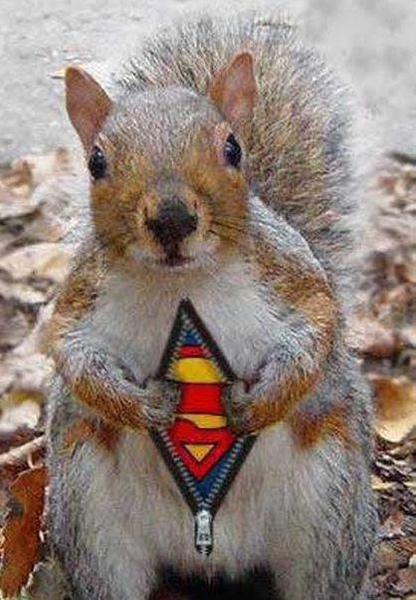 super_squirrel.jpg