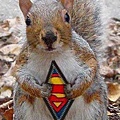 super_squirrel.jpg