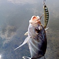 fish_DSC00105.JPG