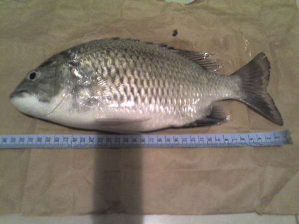 33cm 黑鯛,貓里霧罕橋下。 33cm 黑鯛,貓里霧罕橋下。